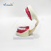 Modelo Dental de 32 Dientes con Aumento 5X, Apertura Bucal Ajustable y Cepillo para Prácticas de Limpieza Dental, CE ISO ROHS CNAS