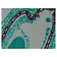 Compact High Power 1000X Biological Dark Field Microscope
