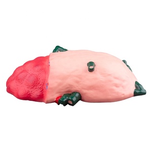 Modèle d'agrandissement de ganglion lymphatique en résine PVC robuste nouvel équipement éducatif - Product Image 6