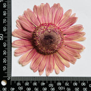 <span class=keywords><strong>Pétalos</strong></span> de Flores Secas Naturales Prensados, Calidad <span class=keywords><strong>Floristería</strong></span>, Materiales para Manualidades, Artesanías Naturales - Product Image 4