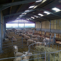 Establos para Cabras de Estructura de Acero Prediseñada, Resistentes, con Techo de Metal, Establos para Vacas, Establos Lecheros de Estructura de Acero