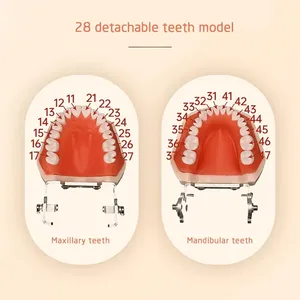 Modelo de Demostración Dental Desmontable de 28 Dientes de PVC Ecológico, Multiusos, Articulado, para Anatomía y Blanqueamiento - Product Image 3