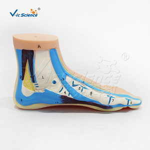 Modelo de pie normal natural, demostración de la anatomía del arco del pie, para uso en la enseñanza de rehabilitación en escuelas de medicina. - Product Image 2
