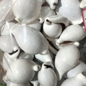 Wholesale Bulk Natural <strong>Shell</strong> Calpurnus Verrucosus Colorful Seashell for Gift Home Decoration - Product Image 3