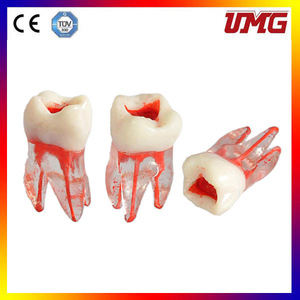 แบบจำลองฟันเรซิ่นทางกายวิภาค รุ่น UM-8008 สำหรับการฝึกปฏิบัติทางทันตกรรมและวิทยาศาสตร์การแพทย์ - Product Image 2