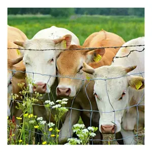Yüksek çekme keçi/koyun/geyik çit galvanizli tel sığır örgü alan çit