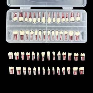 Modelo do canal radicular Endodontia Modelo dental dentes Endo dentais curvados para a prática - Product Image 3