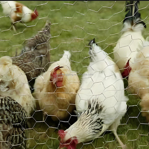 Rete Metallica Esagonale in Acciaio Zincato Rivestito in PVC, Recinzione per Fattoria, Gabbie per Polli, Gabbie per Pollame, Trappole per Pesci - Product Image 5