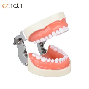 口腔学生准备牙科模型32牙齿准备牙科模型