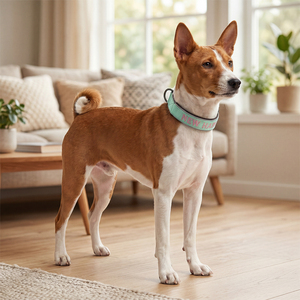 Nouveau collier pour <span class=keywords><strong>chien</strong></span> en nylon personnalisé avec broderie Happy, boucle à dégagement rapide tactique, collier pour animaux de compagnie réfléchissant et résistant avec rembourrage doux - Product Image 5
