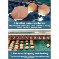 Línea de Procesamiento y Clasificación de Huevos con Inspección Automática de Luz ORME, Precio de la Máquina Clasificadora de Huevos