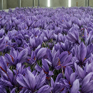 Energy Saving <b>Light</b> Blocking Insulated Container Equipped with Bolt-Assembled Growing Racks for Commercial Saffron Cultivation - Product Image 4