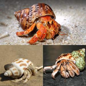 5 шт., ракушки для крабов-отшельников среднего и большого размера, 2,2 "-3,4", размер открывания 1,5 "-2", ракушки для краба-отшельника - Product Image 4