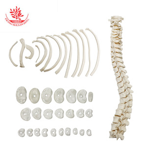 Modèle de squelette humain FRT001-2, taille adulte, en PVC, qualité médicale, 203 os, à assembler. - Product Image 3
