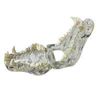 Modèle anatomique transparent de dent de chien, spécialement conçu pour les expériences d'enseignement médical CE/ISO