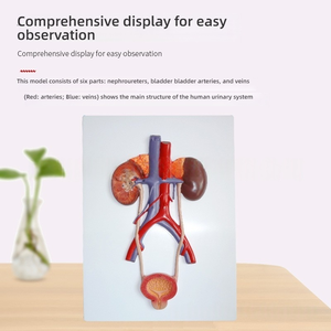Medizinische Wissenschaft PVC-Trainings modell Urologie-Relief-Design für die Anatomie-Ausbildung Nieren-Ureter-Blasen-Harnröhre - Product Image 6