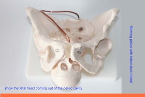 Mô Hình Xương Chậu Nữ Kích Thước Cuộc Sống Tập Luyện Điều Dưỡng Khoa Học Y Tế Giảng Dạy Giải Phẫu Người Với Hộp Sọ Em Bé Có Thể Tháo Rời - Product Image 5