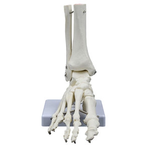 Modelo de esqueleto de articulación de pie humano de tamaño real DARHMMY para ciencia médica - Product Image 1