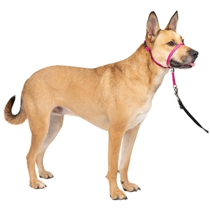 Logo personnalisé cache-bouche sans traction <span class=keywords><strong>anti</strong></span>-morsures aboiements <span class=keywords><strong>laisse</strong></span> pour chiens de compagnie pour la formation - Product Image 1