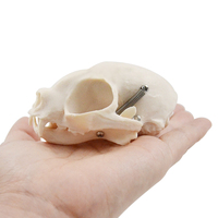 Crâne de chat modèle biologie Mini taille crâne de chat anatomie Animal scientifique os outil d'enseignement équipement éducatif