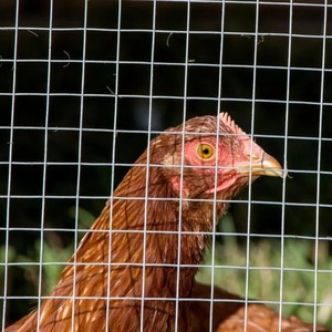 Low Carbon Steel Welded Square Hole <b>Wire</b> <b>Mesh</b> for Aquaculture Fence Protection Cutting Service Available - Product Image 5