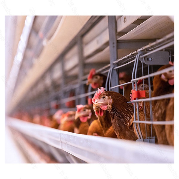 Complete Sets of A-Type Layer Chicken Egg Production Cage Poultry Used Battery Layer System for Optimal Egg Production