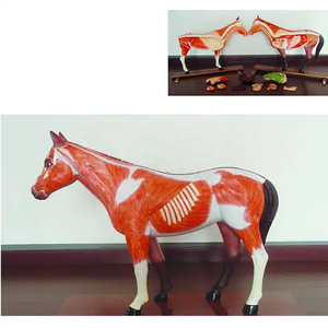 Анатомическая модель сердца, печени, селезенки, легких, почек и кровеносных сосудов животных - Product Image 2