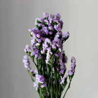 Bouquet de Myosotis séché et préservé naturel pour remplissages floraux de mariage et décorations intérieures