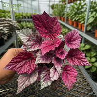 Plante succulente Begonia Fire Flame bien enracinée en pot, ornementale, commande en gros disponible pour les importateurs GNX T29