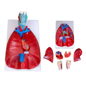 Medizinisches menschliches lebensgroßes Lehr training Anatomisches Kehlkopf-, Herz-und Lungen modell