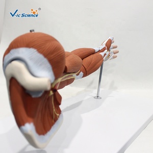 דגם אנטומי של 7 חלקים של שרירים, דגם אנטומי של שרירי הזרוע עבור מדעי הרפואה - Product Image 3