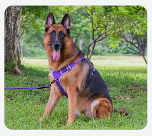 Arnés para Perro Ajustable y <span class=keywords><strong>Reflectante</strong></span> para Seguridad Nocturna, Anti-Tirones, Personalizado, con Asa - Product Image 6