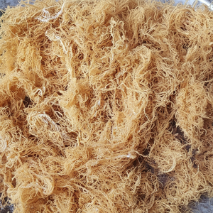 Alga Marina Eucheuma Cottonii/musgo marino seco de alta calidad de Vietnam/Sra. Lima - Product Image 1