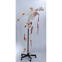 Modèle de squelette humain naturel de 170 cm, articulé, avec coloration musculaire, modèle de squelette humain complet, corps entier, médical