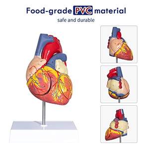 Structure vasculaire d'organe viscéral agrandie 2 fois modèle de coeur anatomique modèle de coeur humain avec appendice auriculaire anatomique - Product Image 2