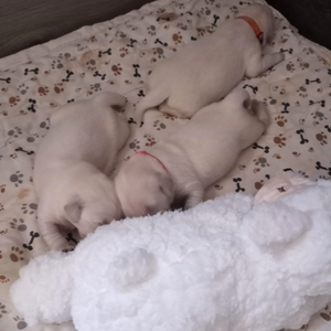 Vendita calda stile cartone animato cane ansia compagno di sonno giocattolo simulazione battito cardiaco giocattolo interattivo peluche per animali domestici - Product Image 5