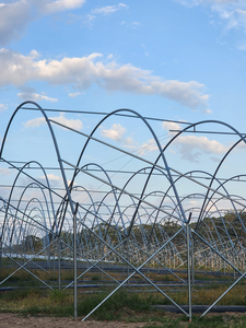 Serres Sainpoly Polytunnels, abri contre la pluie, pour la plantation de bleuets en Australie, serres agricoles - Product Image 4