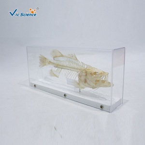 Spécimen de squelette de perche, véritable spécimen anatomique d'os, squelette de poisson d'eau douce, équipement expérimental pour les élèves du primaire et du secondaire - Product Image 4