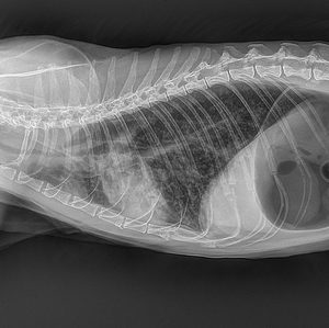 ระบบเอ็กซเรย์แขนตัวซีแบบสัตวแพทย์หน้าจอสัมผัสติดตั้งถาวร32kW สำหรับเครื่องแนะแนวการผ่าตัด - Product Image 5