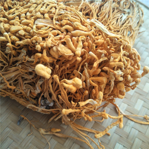 Cogumelo <span class=keywords><strong>Cordyceps</strong></span> <span class=keywords><strong>Militaris</strong></span> Orgânico Seco de Alta Qualidade Yong Chong Cao para Sopas Instantâneas - Product Image 5