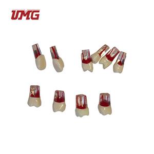 Aksesori Model Gigi Cadangan Yang Dapat Diganti Alat Peraga Gigi Pengganti Gigi untuk UM-L1 - Product Image 3