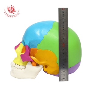 <span class=keywords><strong>El</strong></span> modelo de cráneo anatómico médico incluye FRT025 pintado de colores, <span class=keywords><strong>el</strong></span> hueso entero se puede dividir en 22 Partes, modelo de <span class=keywords><strong>esqueleto</strong></span> de cráneo - Product Image 5