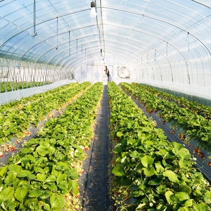 Tapis de mauvaises herbes <span class=keywords><strong>noir</strong></span>, cm, tapis en <span class=keywords><strong>plastique</strong></span> résistant aux mauvaises herbes, pour jardin et légumes, serre - Product Image 3