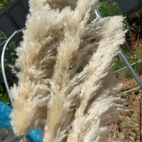 Grosir 2026 Produk Baru Terlaris Rumput Pampas Besar Kering untuk Latar Belakang Pernikahan Dekorasi Rumah Gaya Boho