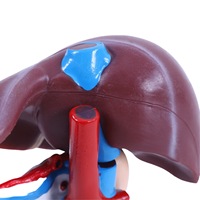 Modèles anatomiques médicaux en PVC haute définition pour l'étude des organes humains Foie Duodenum & Pancréas Durables 19x17x12cm