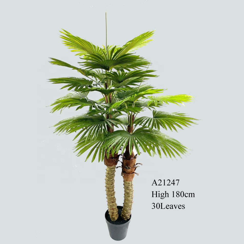 gummibaum blüte Weissbunter Gummibaum 50-60 cm Ficus elastica Tineke – Blumen-Senf® main image 1