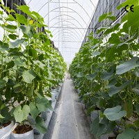Grande serre multi-chapelles en film plastique avec structure en acier galvanisé à chaud et ventilation latérale et supérieure pour la culture commerciale de légumes et de fruits