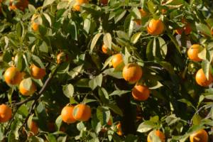 Extracto Líquido de Plantas Fermentadas de la Isla de Jeju, Jejulous Leuco Citrus Premium, Materia Prima Cosmética, Antioxidante, Iluminador de la Piel - Product Image 4