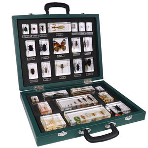 Penjualan laris pemberat kertas Taxidermy akrilik 27 jenis alat pendidikan spesimen Resin serangga untuk mengajar - Product Image 2