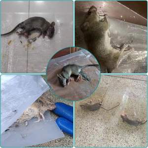 Trampa <span class=keywords><strong>para</strong></span> Ratones Extra Grande con Pegamento, Alfombrilla Super Adhesiva <span class=keywords><strong>para</strong></span> Roedores, No Tóxica, <span class=keywords><strong>para</strong></span> Interiores y Exteriores (OEM) - Product Image 6